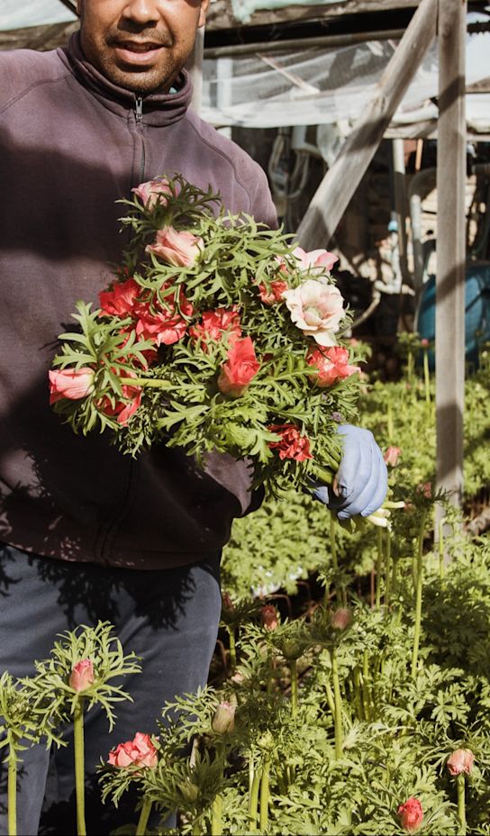 anemonen,paars,24 (8)