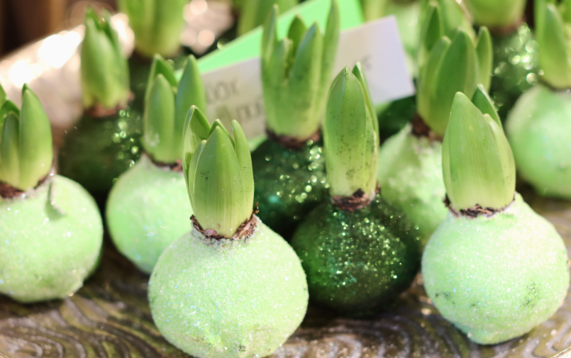 Wax hyacinth Greenflor (4)