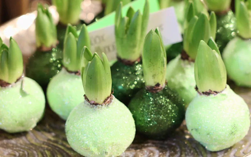 Wax hyacinth Greenflor (4)