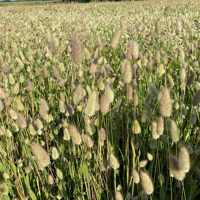 gedroogdelagurus,beige,20 (1)