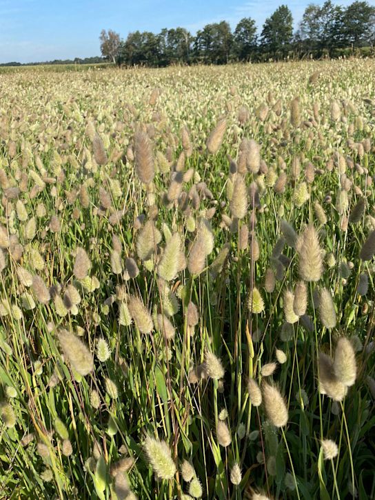 gedroogdelagurus,beige,20 (1)