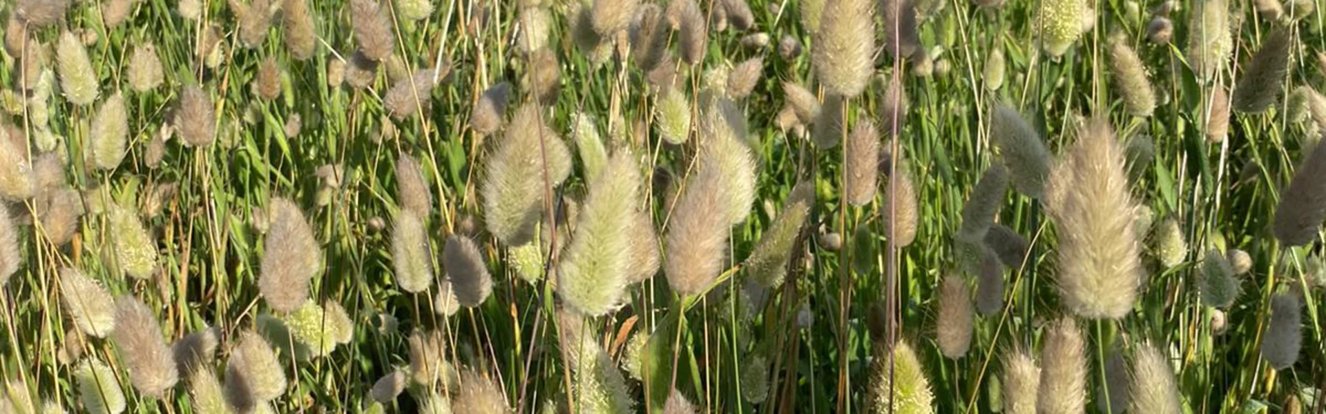A cuddly eye-catcher: dried Lagurus