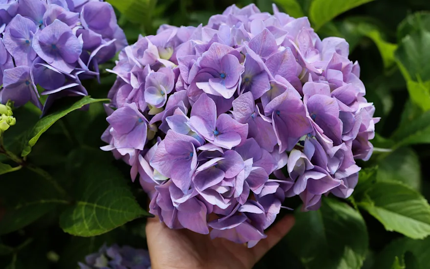 Hortensia, paars,23 (4)