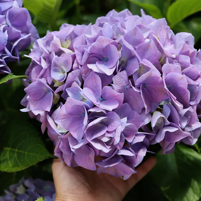 Hortensia, paars,23 (4)