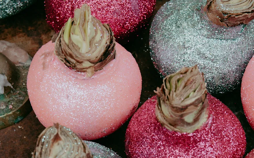 amaryllis,wax,23 (2)