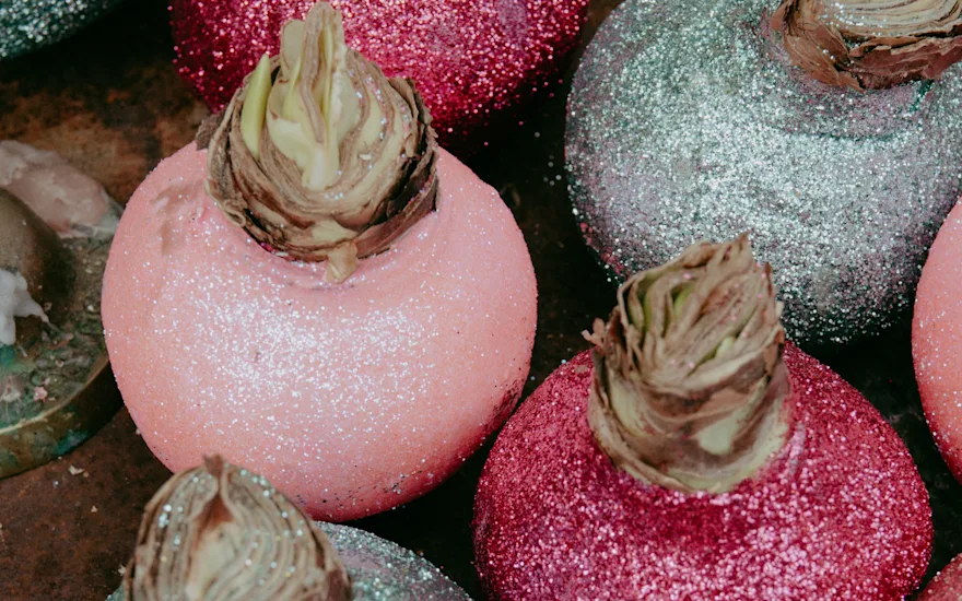 amaryllis,wachs,23 (2)