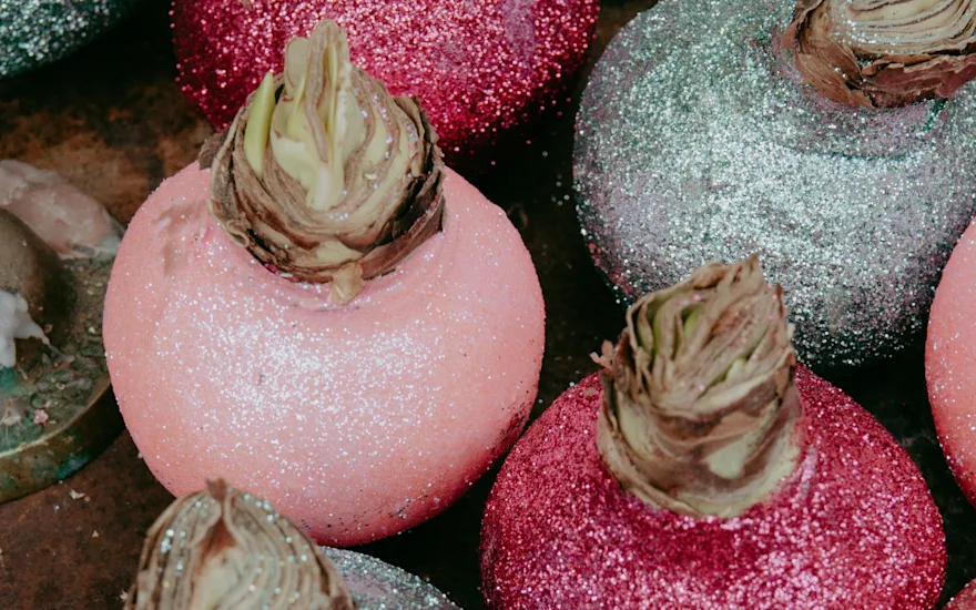 amaryllis,wax,23 (2)