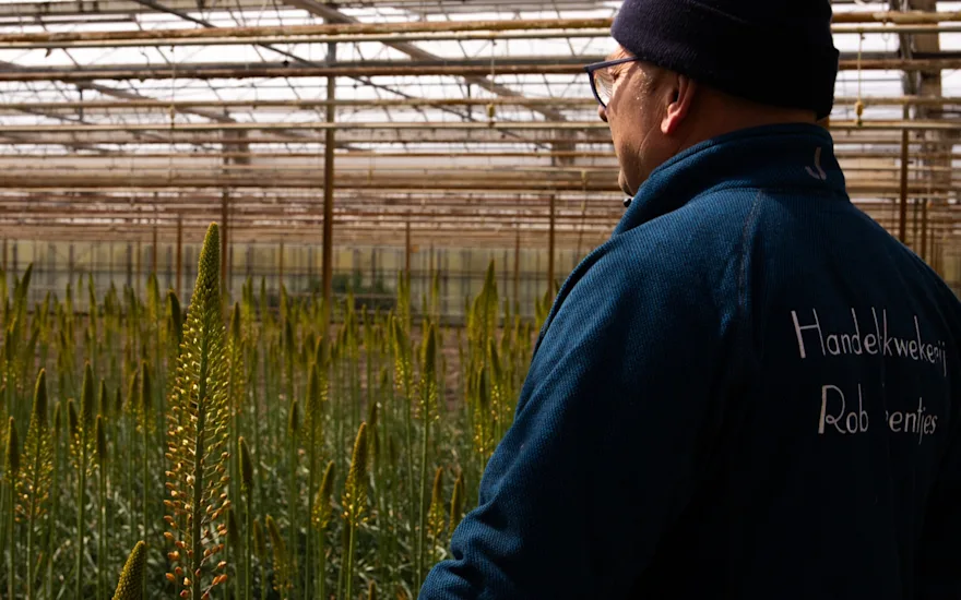 eremurus,geel,24 (25)