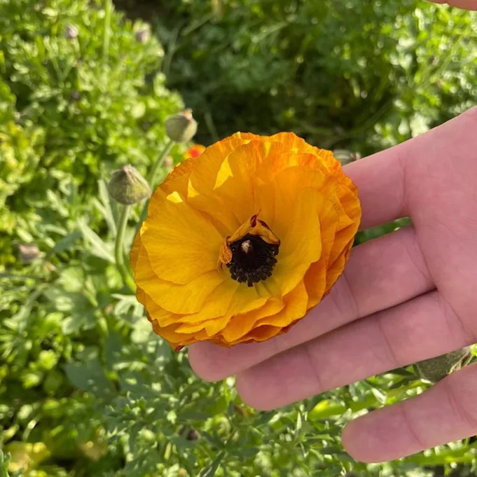 ranunculus,yellow,21 (1)