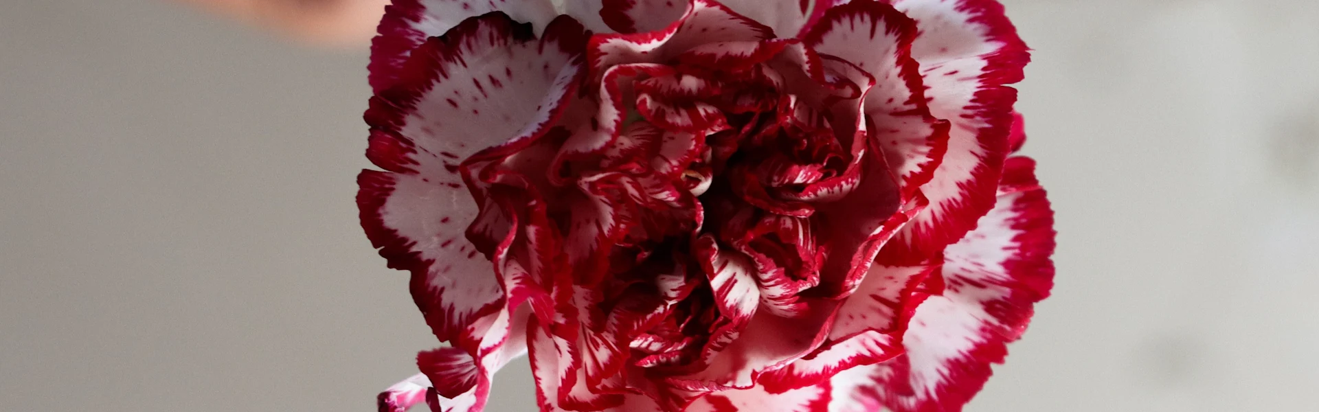 carnations from ccolombia