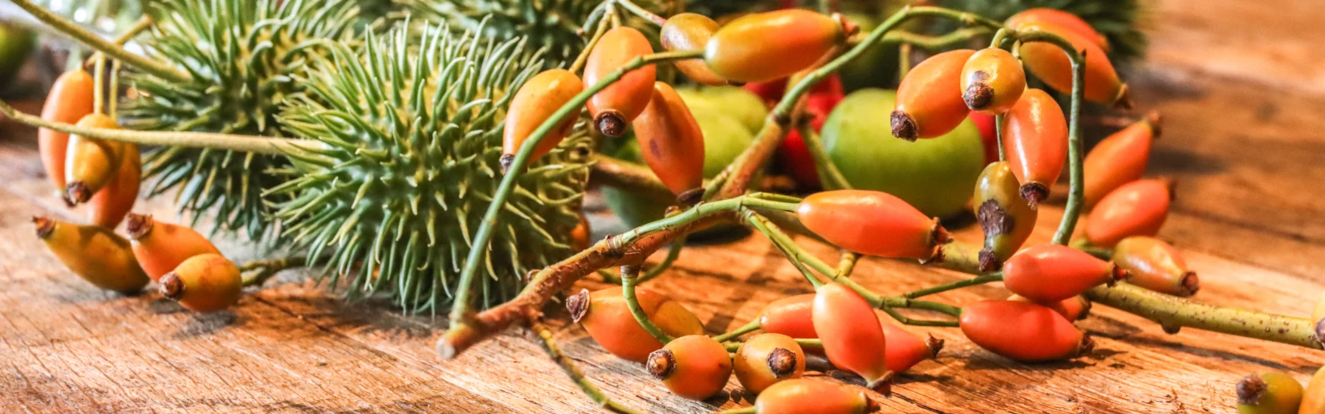 rose hips