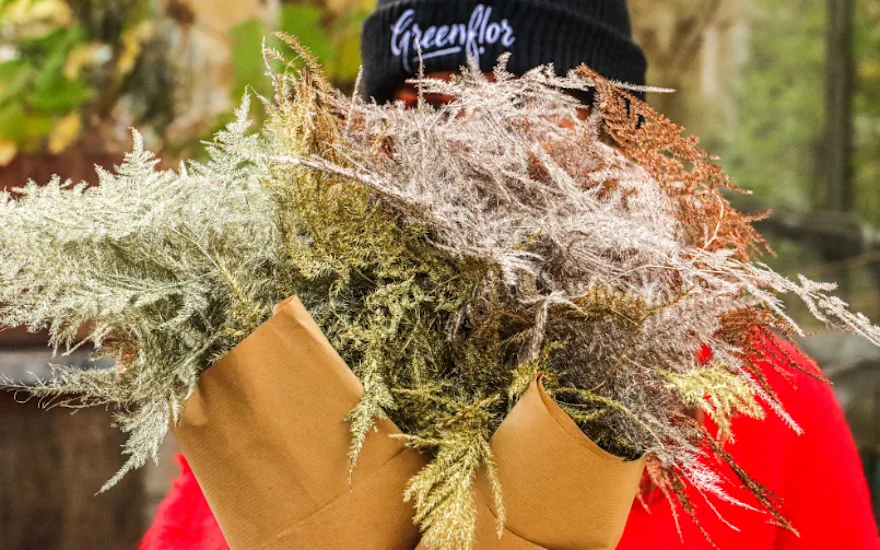 asparagus,kerstshoot,2025