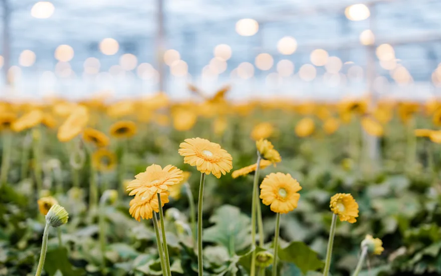 gerbera,yellow,21 (1)