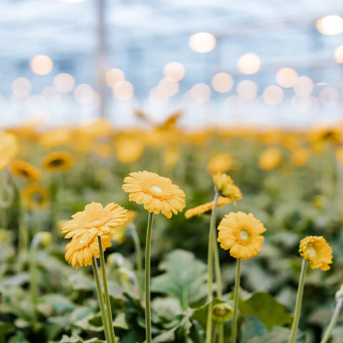gerbera,gelb,21 (1)