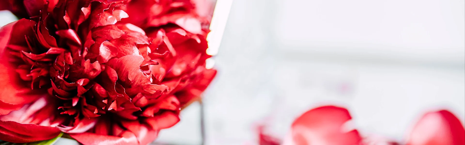 Peony of the week Red Charm
