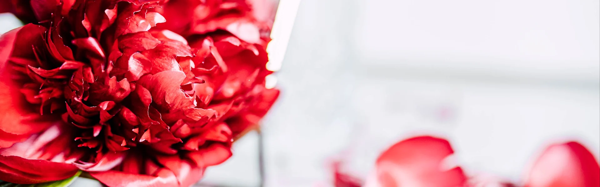 Pfingstrose der Woche Red Charm