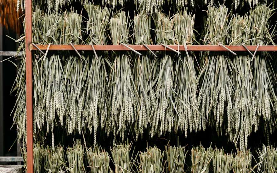 Sustainable Dutch Dried Flowers
