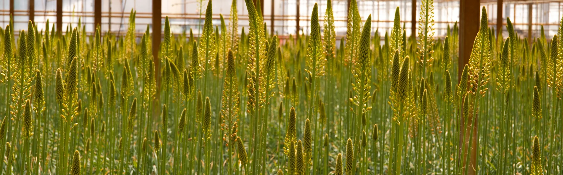 vertikale schönheit in blumen