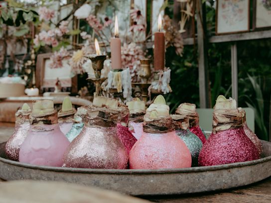 amaryllis,wax,23 (1)