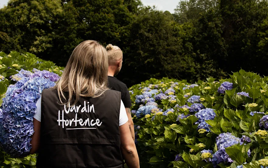 Hortensia, paars,23 (5)