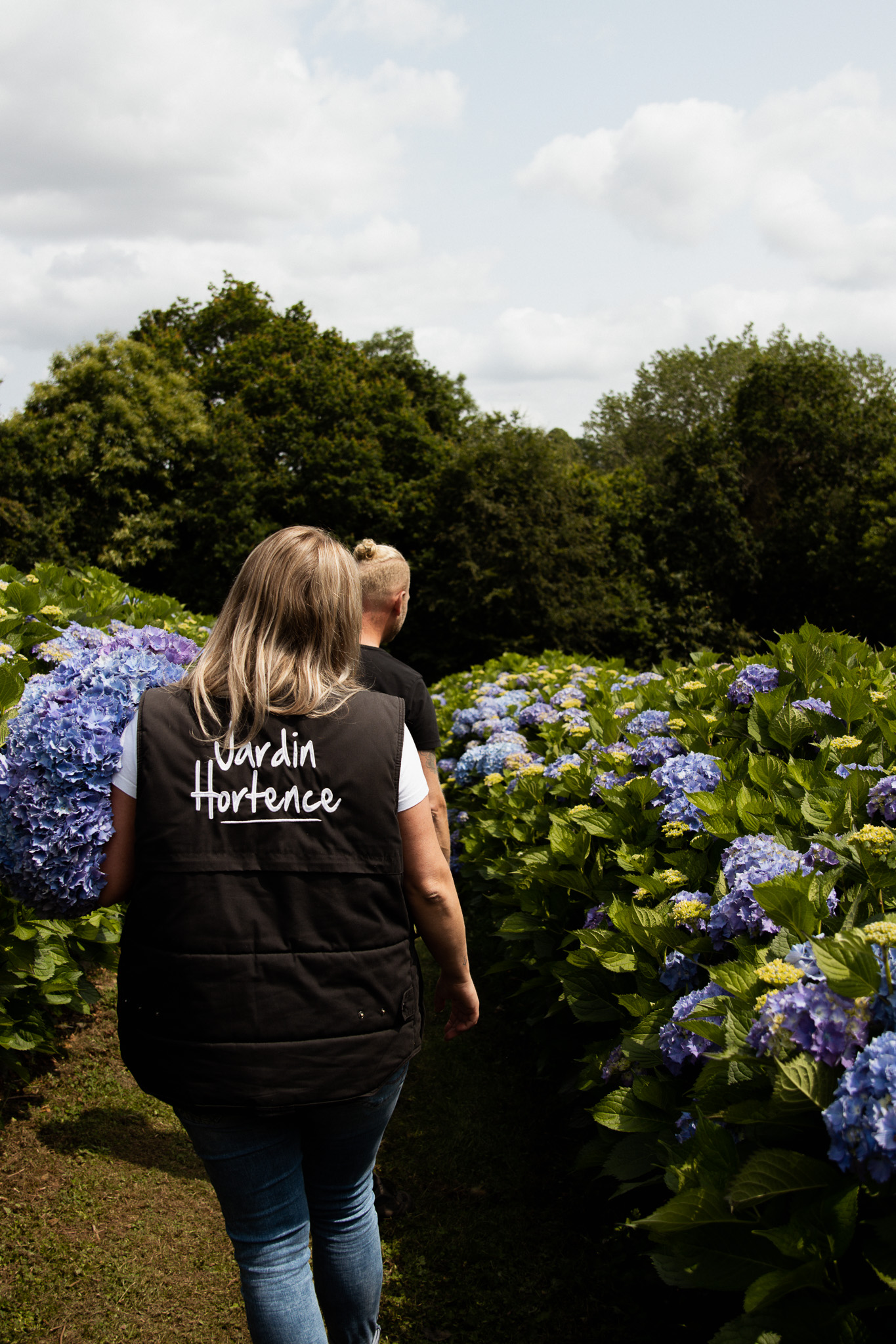 Hortensia, paars,23 (5)