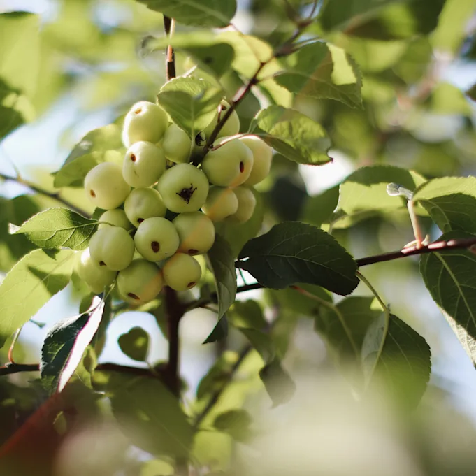 malusbranches,green,22