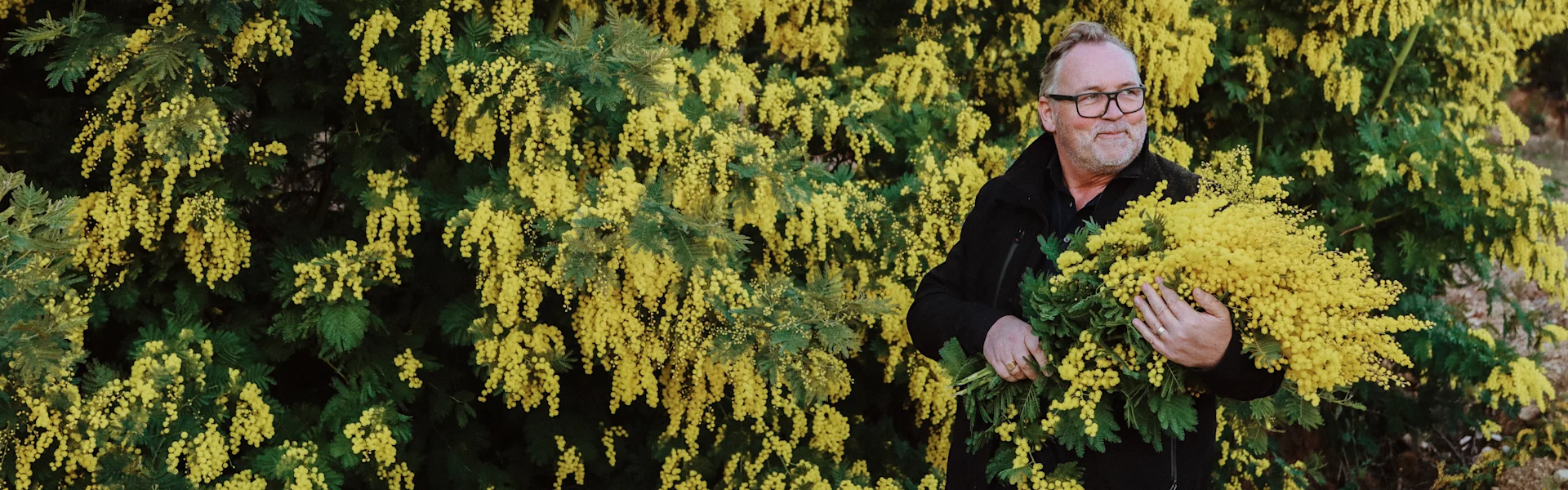 exklusive mimose