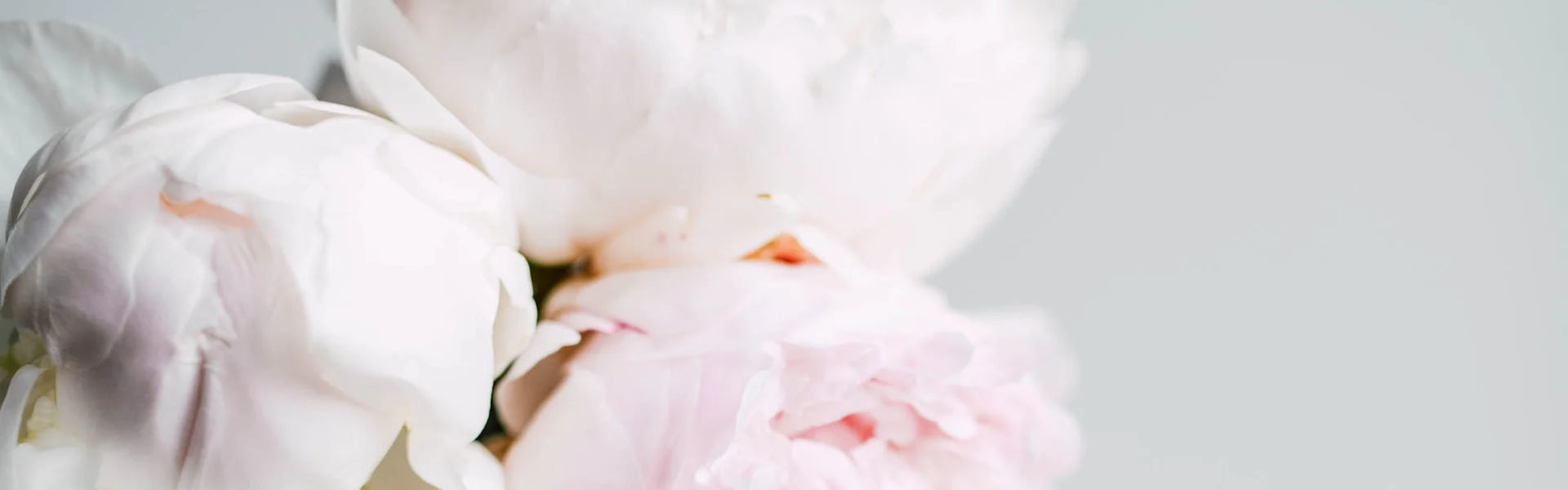 Peony of the week: Odile