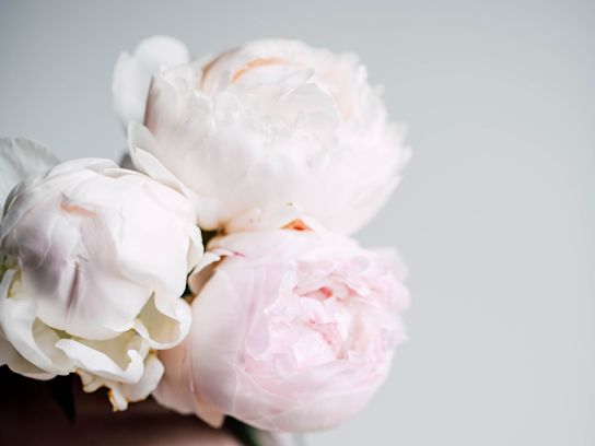 peonies,beige,odile,21 (1)