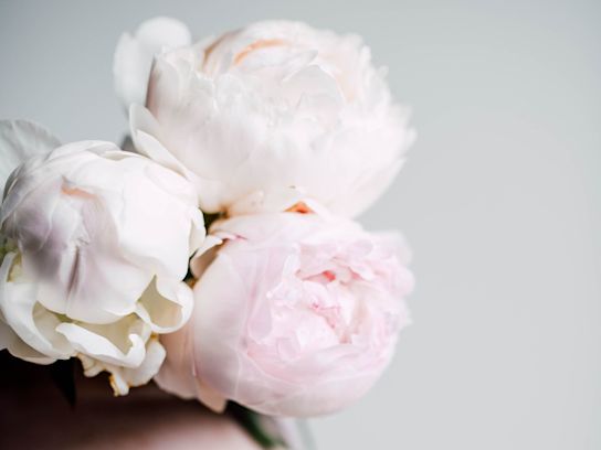 pioenen,beige,odile,21 (1)