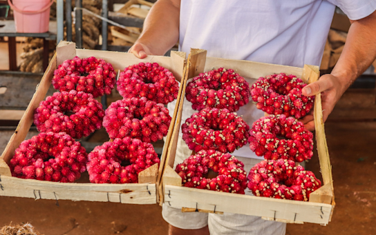 kransen,rood,turkije,2025