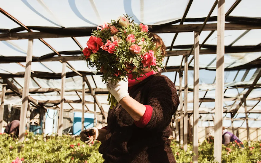 anemonen,roze,24
