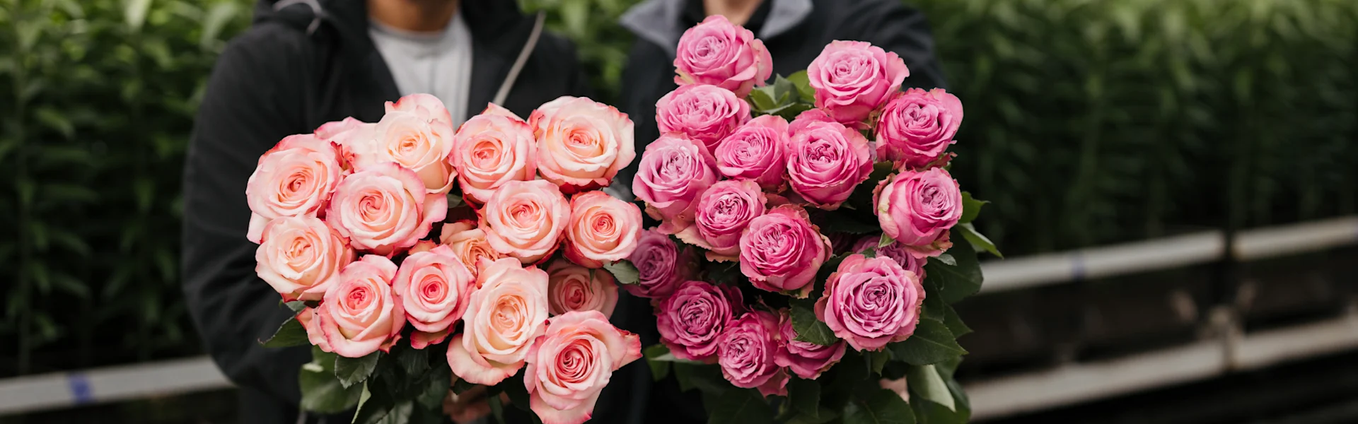 ecuadorianische rosen