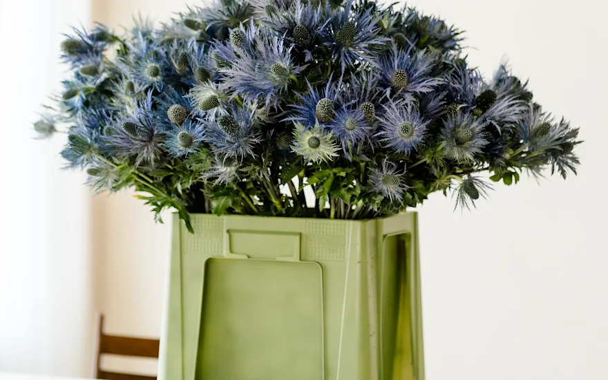 distel,paars,23