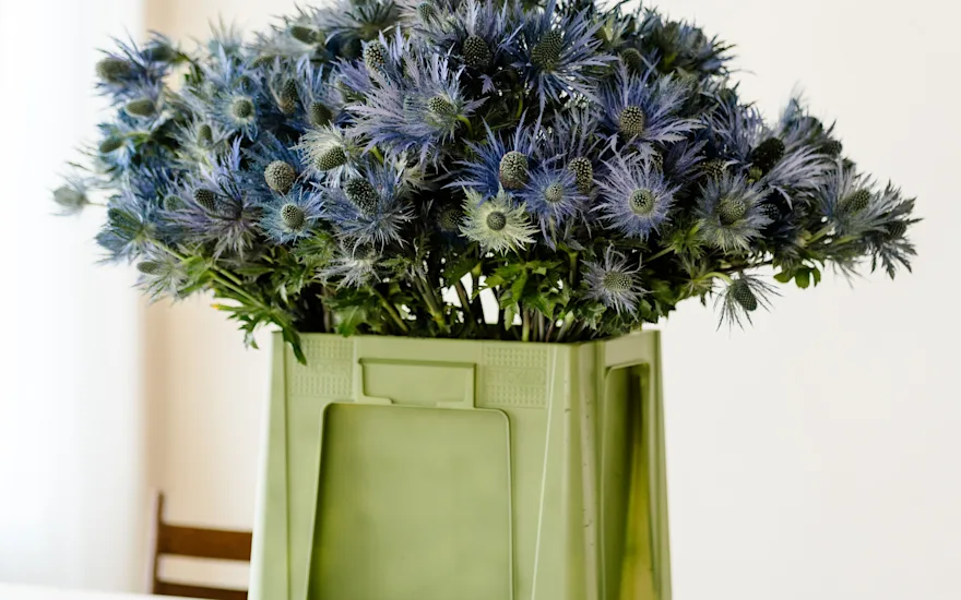 distel,paars,23