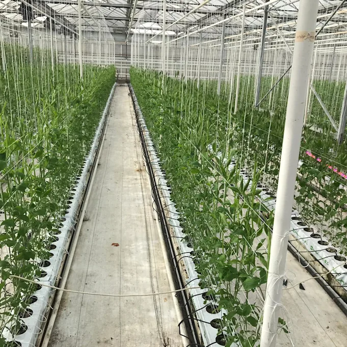 Lathyrus,mix,21 (3)