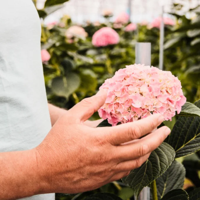 hortensia,roze,24