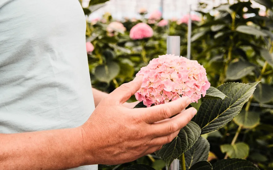 hortensia,roze,24