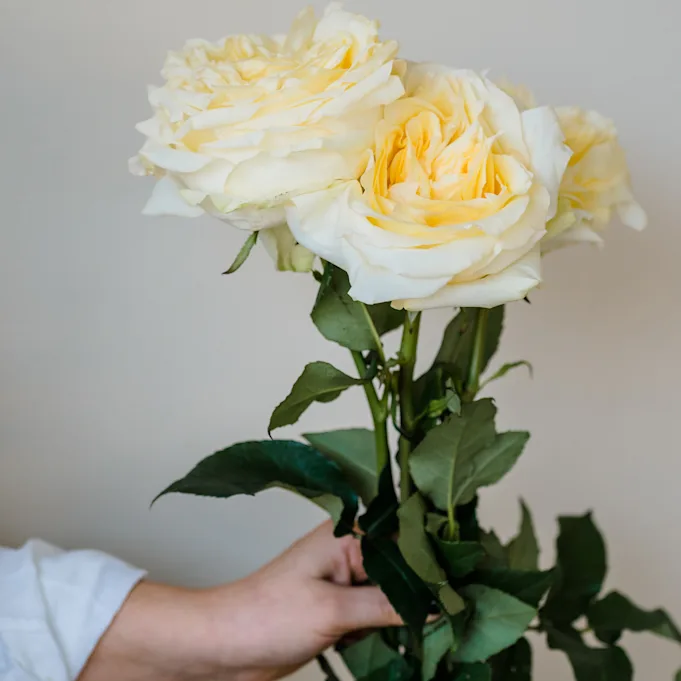 ingekooimanfotografie-80