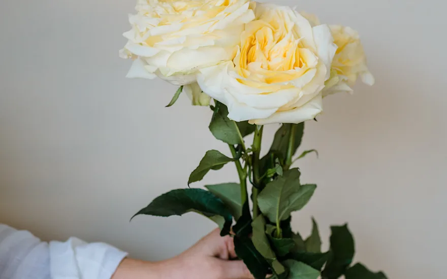 ingekooimanfotografie-80