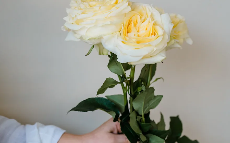 ingekooimanfotografie-80