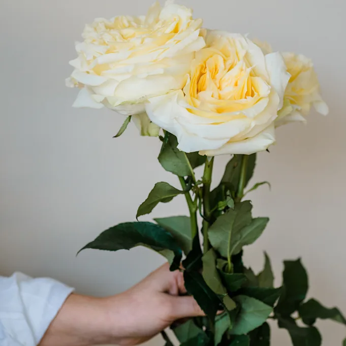 ingekooimanfotografie-80