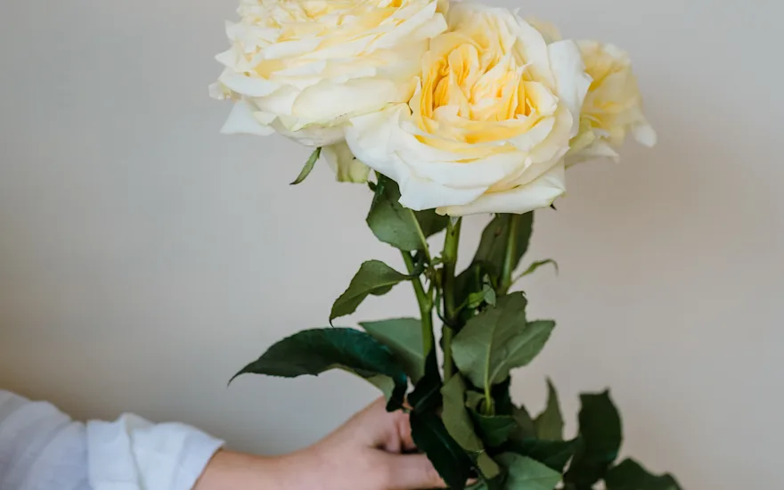ingekooimanfotografie-80