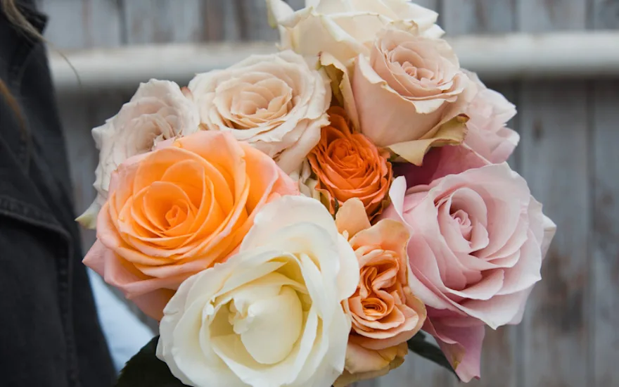 rozen,mix,24