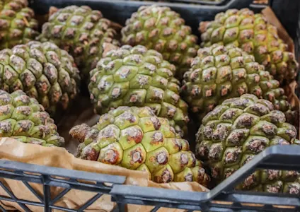 pinea