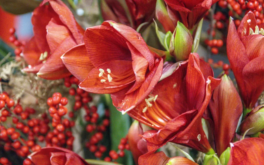 amaryllis,winter,25