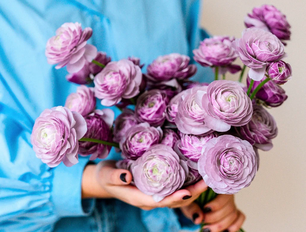 ranonkel,paars,23 (1)