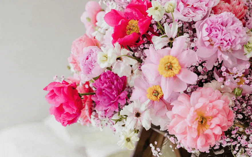 colorful, peonies, 2026