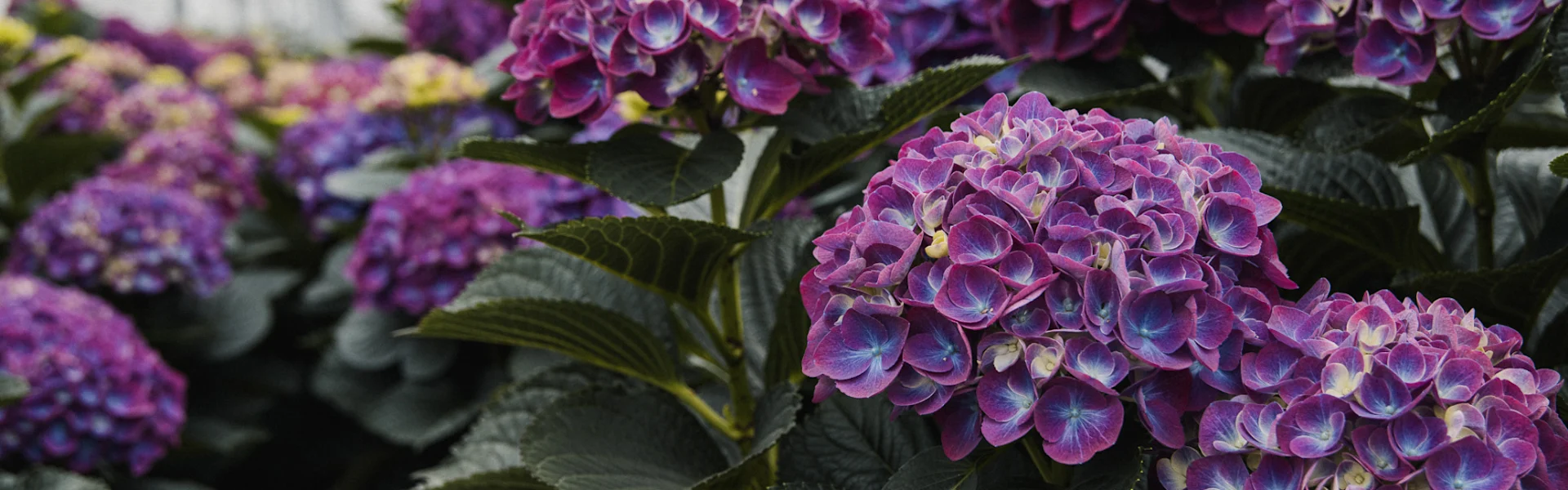 hortensien schnittblumen