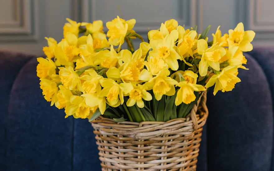 Narcissen,lente,26